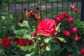 Upright branch of rose bush with striped red flower