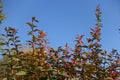 Upright branches of barberry against blue sky in autumn
