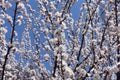 Upright branches of blossoming apricot against blue sky in April