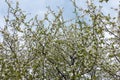 Upright branches of blossoming cherry against cloudy sky