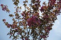 Upright branches of blossoming sakura in April