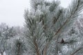 Upright branches of pine covered with hoar frost in January