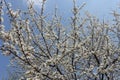 Upright branches of Prunus cerasifera with flowers against blue sky