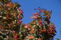 Upright branches of Sorbus aria with autumnal foliage and red berries