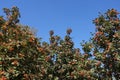 Upright branches of Sorbus aria with berries against blue sky