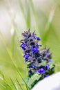 Upright Bugle, Blue Bugle, Geneva Bugleweed, Blue Bugleweed (Ajuga genevensis)