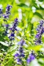 Upright Bugle, Blue Bugle, Geneva Bugleweed, Blue Bugleweed, (Ajuga genevensis) Royalty Free Stock Photo