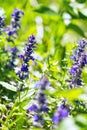 Upright Bugle, Blue Bugle, Geneva Bugleweed, Blue Bugleweed, (Ajuga genevensis)