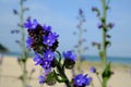 Upright Bugle, Blue Bugle, Geneva Bugleweed, Blue Bugleweed (Ajuga genevensis)