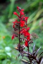 Upright Cardinal flower or Lobelia cardinalis flowering plants with dark lanceolate leaves and red flowers planted in local garden