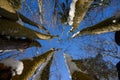 Upright close view of pine trees with branches filled with snow before Christmas with beautiful sunny weather