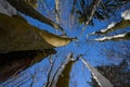 Upright close view of pine trees filled with snow before Christmas with beautiful sunny weather