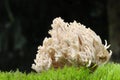 Upright Coral funghi.