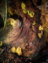 Upright Coral fungus grow inside a cavernous partially buried tree stump. Ramaria stricta