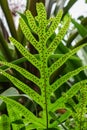 Upright fern leaf with round spores underneath