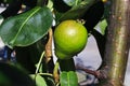 An upright immature pear growing near a large branch