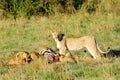 A upright lioness and cubs eating killed zebra Royalty Free Stock Photo