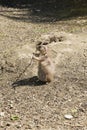 Meerkat holding a branch