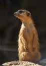 Upright meerkat