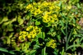 Upright Myrtle Spurge - Euphorbia Rigida