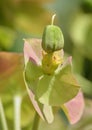 Upright Myrtle Spurge