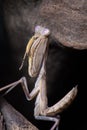 Upright photograph of a mantis