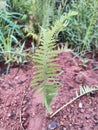 upright pose of fern leaves growing above the ground