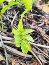 upright pose of fern leaves growing above the ground 2