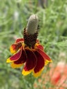 Upright Prairie Coneflower Royalty Free Stock Photo