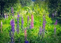 Upright Racemes of Blooming Purple and Pink Flowers of Fireweed or Willowherb, Chamaenerion Angustifolium, on a Sunny Summer Day