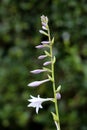 Upright scape of Plantain lily or Hosta foliage plant full of small flower buds starting to open and bloom in local urban garden