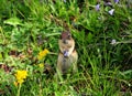 Upright Standing American Squirrel In A Meadow With Willdflowers