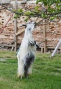 Upright standing goat