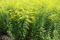 Upright stems of Solidago canadensis with yellow flowers