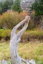 Upright twisted piece of driftwood at Watmough Bay on Lopez Island, Washington, USA