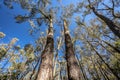 Upright view of the Australian eucalyptus trees in Lerderderg State Park, Victoria, Australia Royalty Free Stock Photo