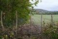 Upright wooden branches in ground with blurred out of focus background on grey overcast day