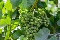 Upripe green grapes on champagne vineyards in Cote des Bar, south of Champange, France