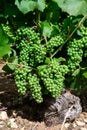 Upripe green grapes on champagne vineyards in Cote des Bar, south of Champange, France