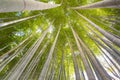 The uprisen angle of bamboo forest Royalty Free Stock Photo
