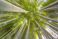 The uprisen angle of bamboo forest