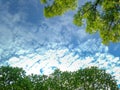 Uprisen angle of living green tree in the garden with cloudy and blue sky