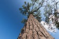 Uprisen angle pine with blue sky.