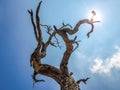 Uprisen angle of tree die standing in the forrest with sun ray a