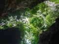 Uprisen angle view of green leaves trees and cliff in the forest