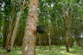 Uprisen angle view of Rubber tree Royalty Free Stock Photo