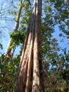 The uprisen angle view of the tall tree trunk in the forest with the blue sky Royalty Free Stock Photo