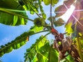 Uprisen of bunch of unripe bananas , leaves and trunk with flare.