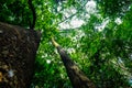 Uprisen view of big tree green leaf background Royalty Free Stock Photo