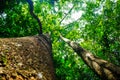 Uprisen view of big tree green leaf background Royalty Free Stock Photo